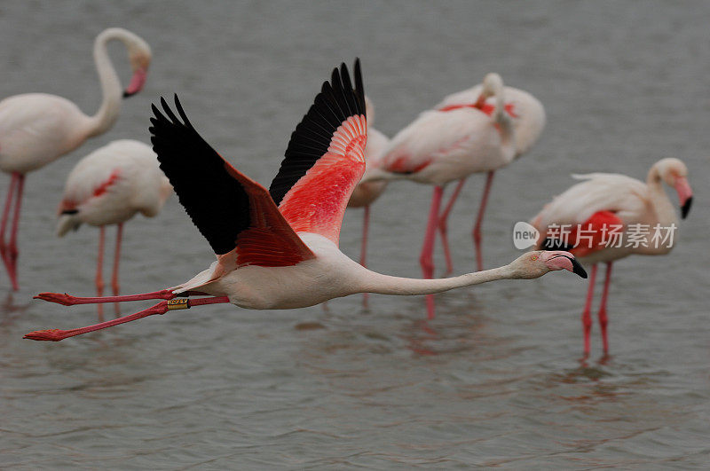 火烈鸟(Phoenicopterus roseus也叫)